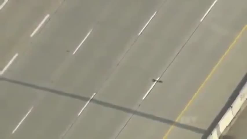 Ducks Crossing on Highway