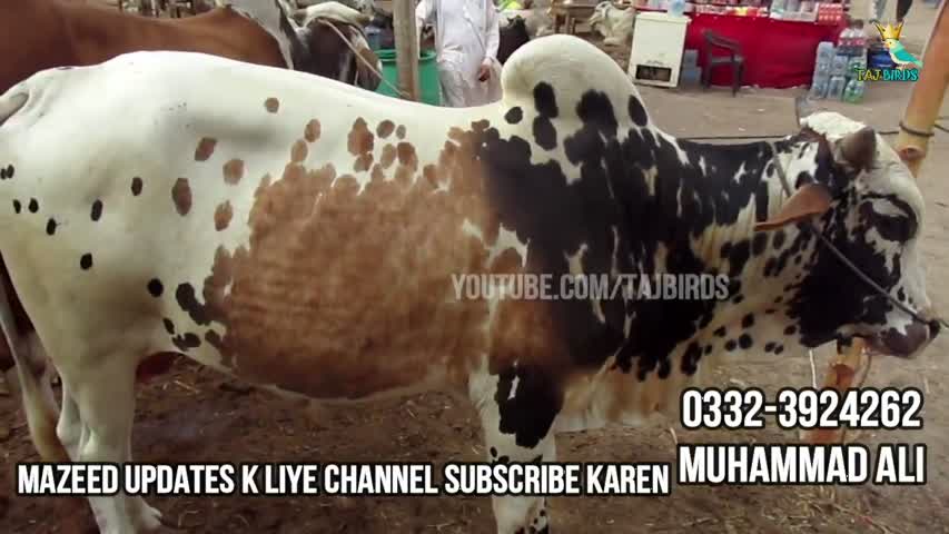 40K to 120K tak Janwar Cattle Prices in Block 19 - Sohrab Goth Cow Mandi Update 1 August 2018