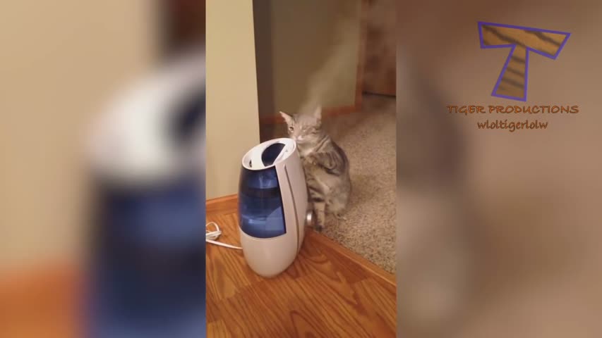  Funny animal compilation