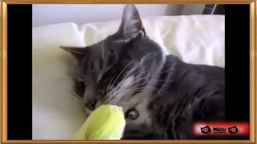 Cats and Bird Compilation !! // Funny Cats and Bird Videos // Compilation 2015 [NEW HD]