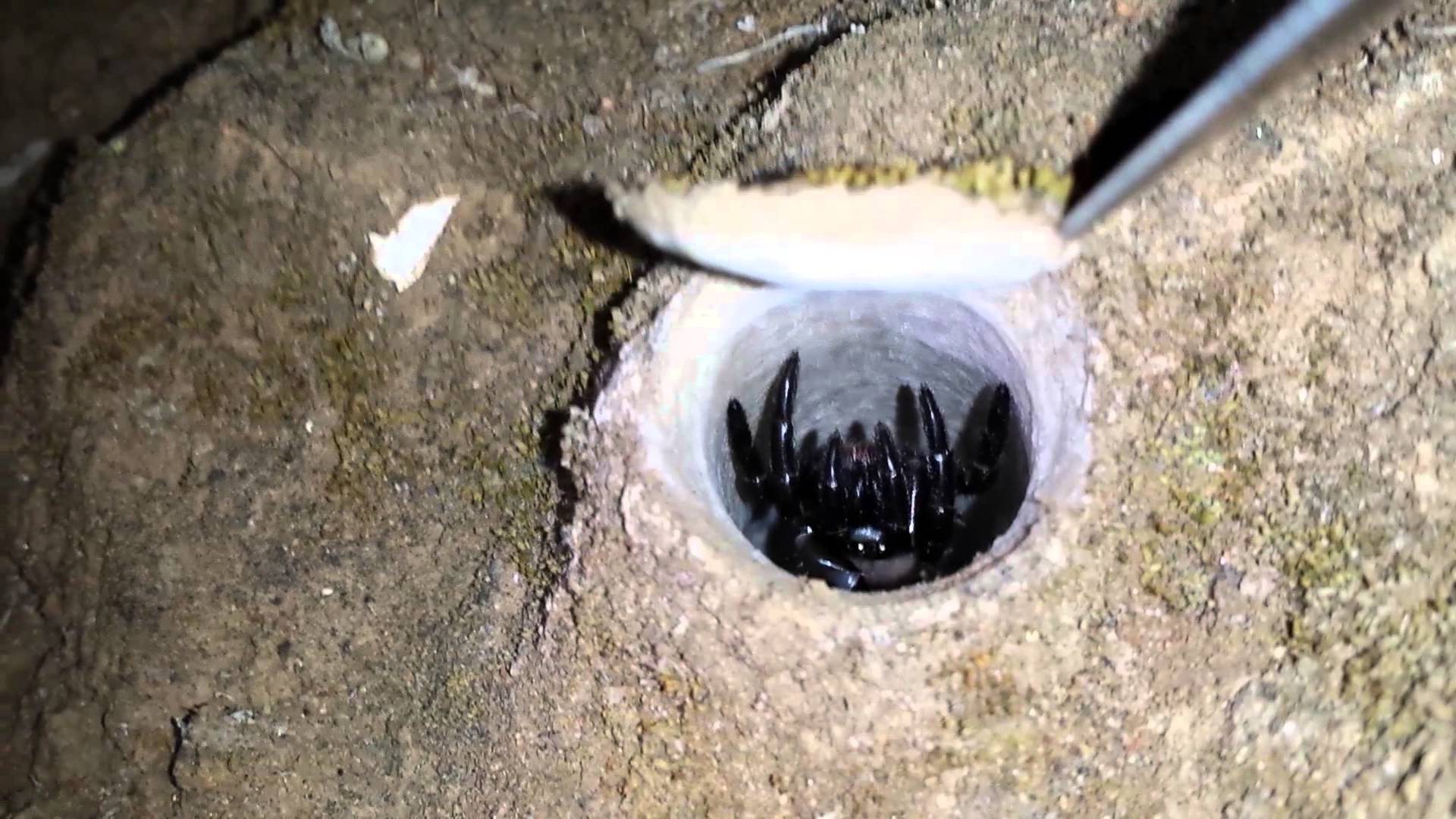California trapdoor spider