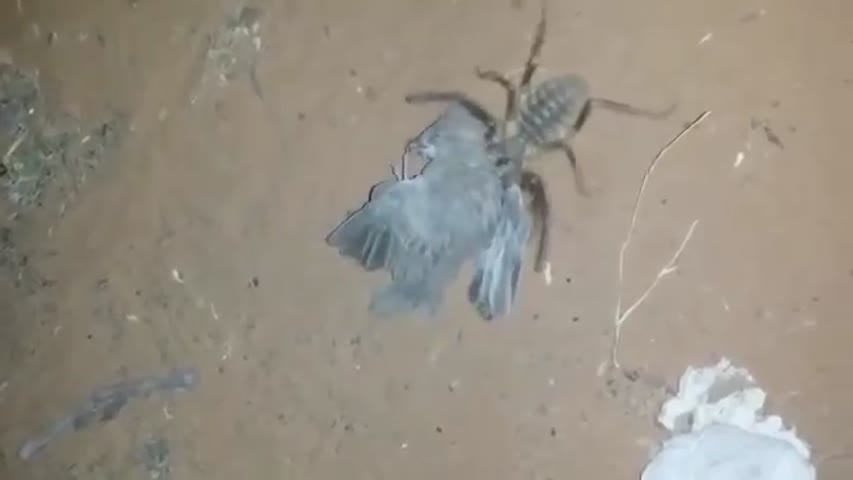 Desert spider eats bird alive