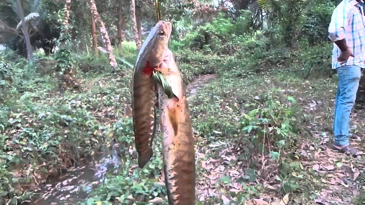 kerala natural fishing - Snake head catching - part 50