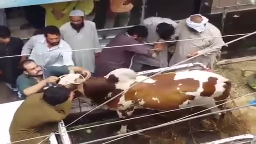 Dangerous cow of sallu bhai