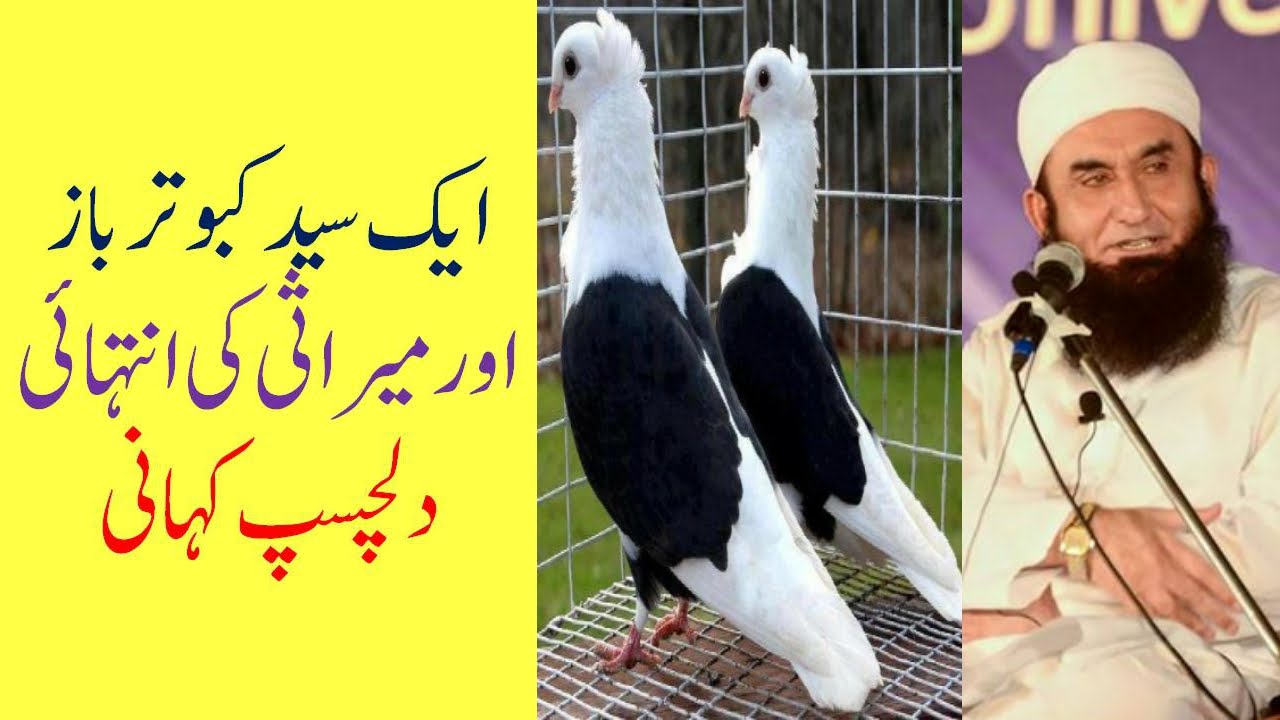 Aik Syed Kabootar Baz Aur Aik Mirasi Ki Kahani by Maulana Tariq Jameel 2016