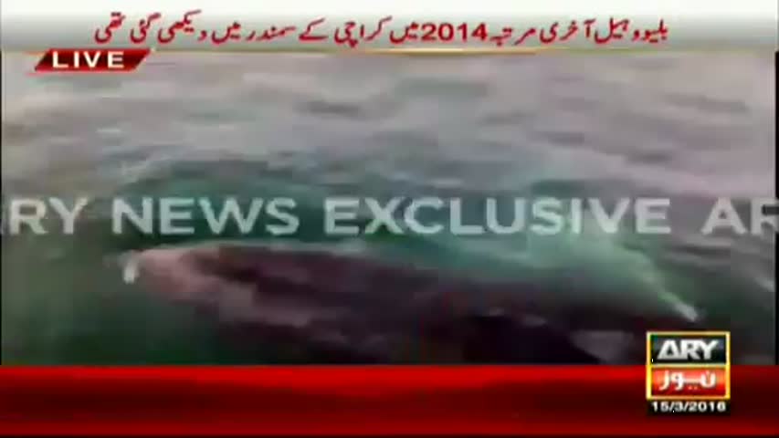 Ary News Headlines 15 March 2016 ,Rare Blue Whale spotted Off Mubarak Village In Karachi