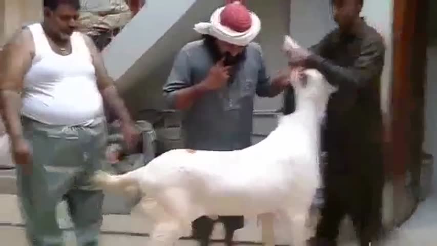 Heavy || Bakra Qurbani || Eid in Islamabad || 2016 || 2017 ||