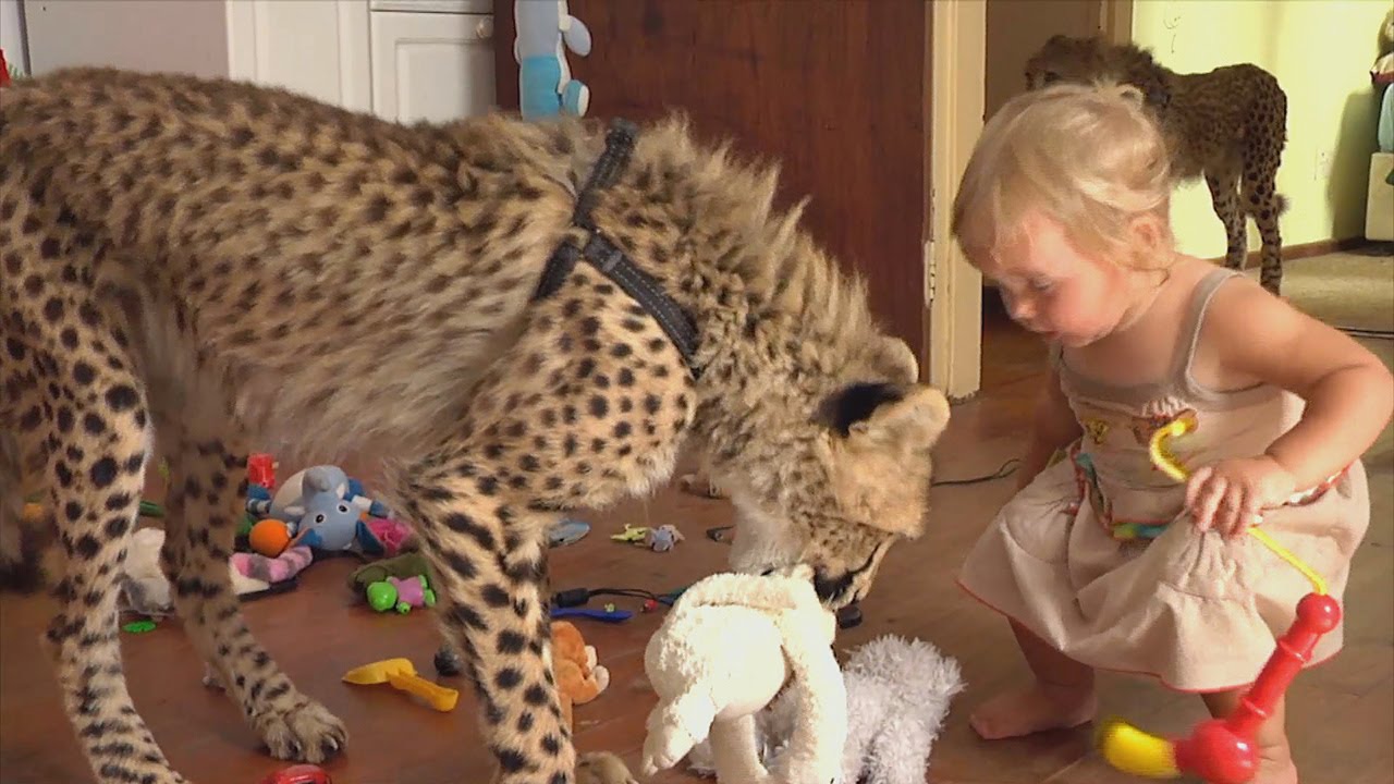 Exotic pets you can own