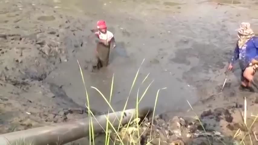 Caught a huge snakehead fish after draining the water in the lake