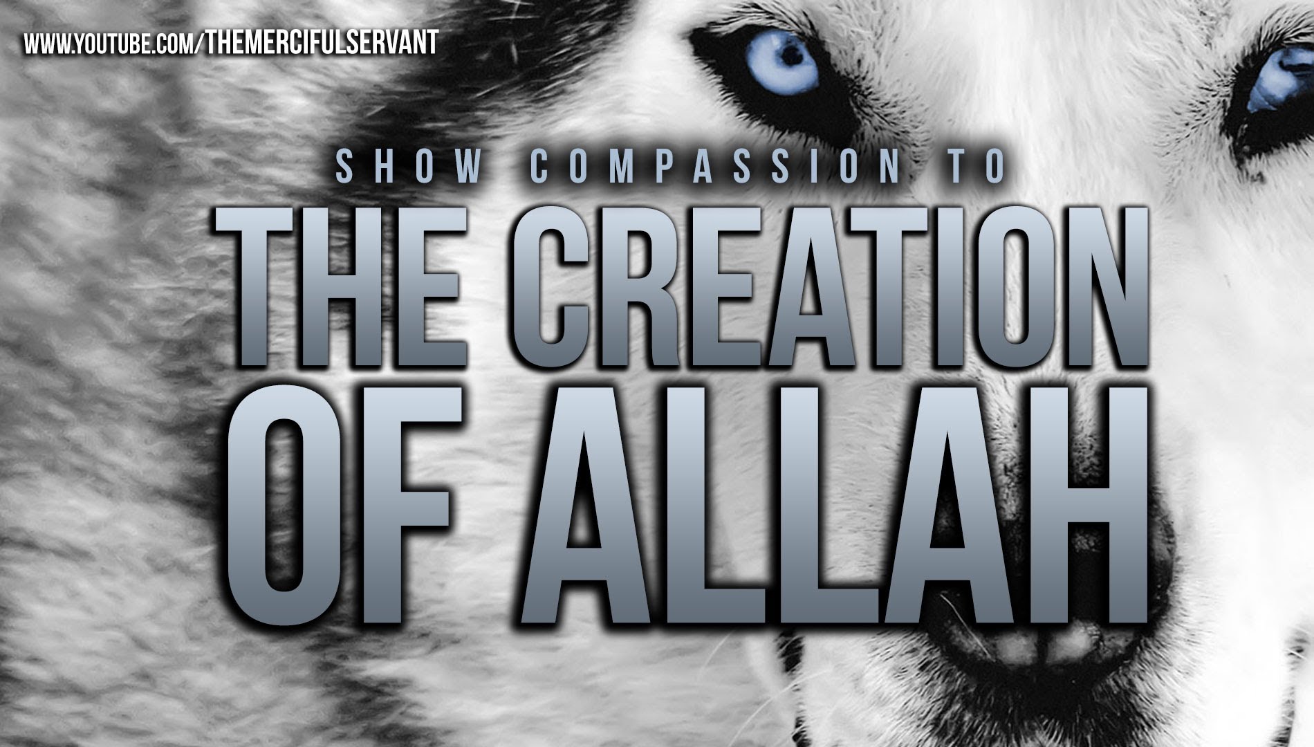 Compassion for the Creations of Allah - Animals in Islam