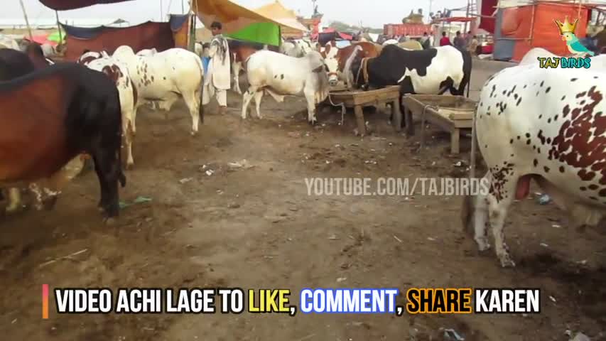 COW MANDI SOHRAB GOTH LATEST UPDATE 01 AUGUST 2018  Eid ul Adha 2018 Karachi Cow Mandi