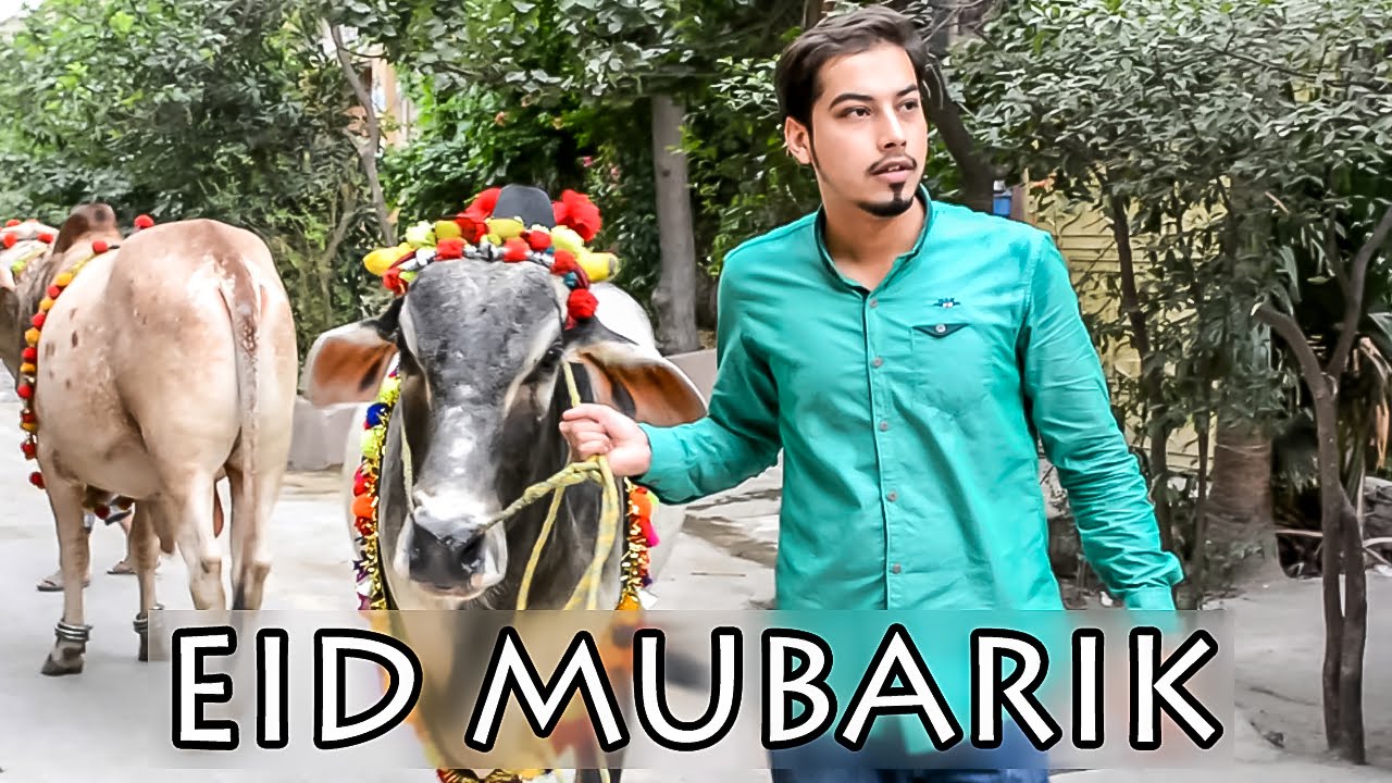 Bakra Eid Mubarik ( cow Qurbani ) By Peshori Vines Official