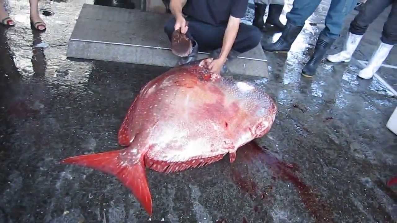 Big Fish At Japanese Fish Market