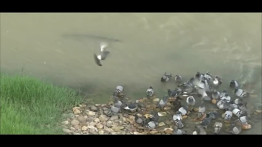 MONSTER CATFISH HUNT PIGEON IN SLOW MOTION by CATFISHING WORLD