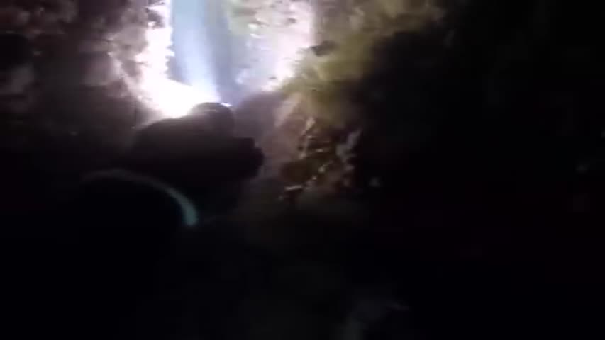 Fish with blue flesh