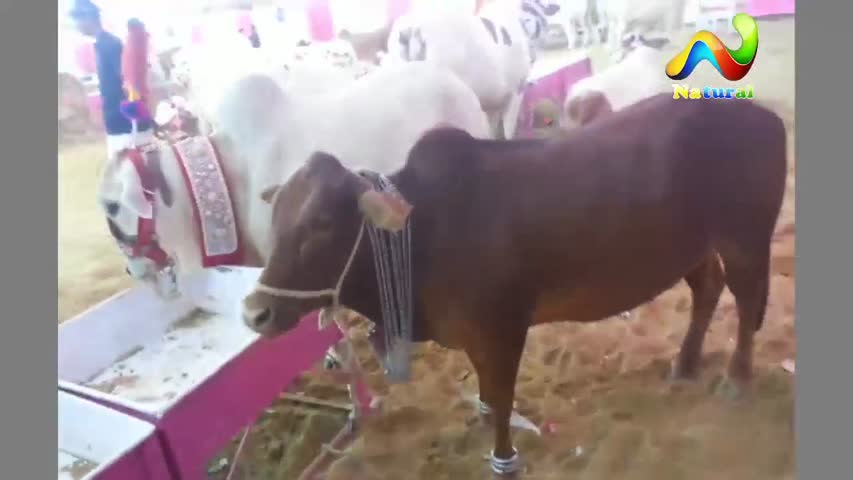 Karachi Sohrab Goth Cow Mandi  ||  Teddy cow || Eid ul Adha 2017  || Part - 16