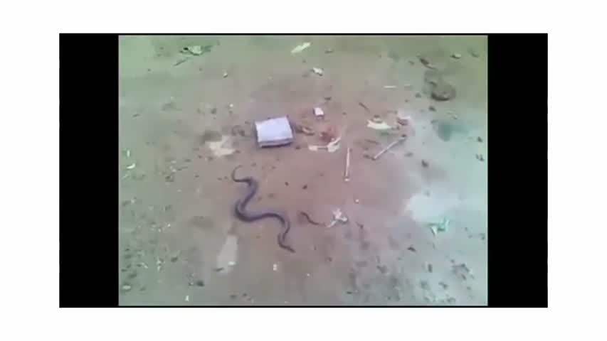Unexpected event in front of the snake ... watch video