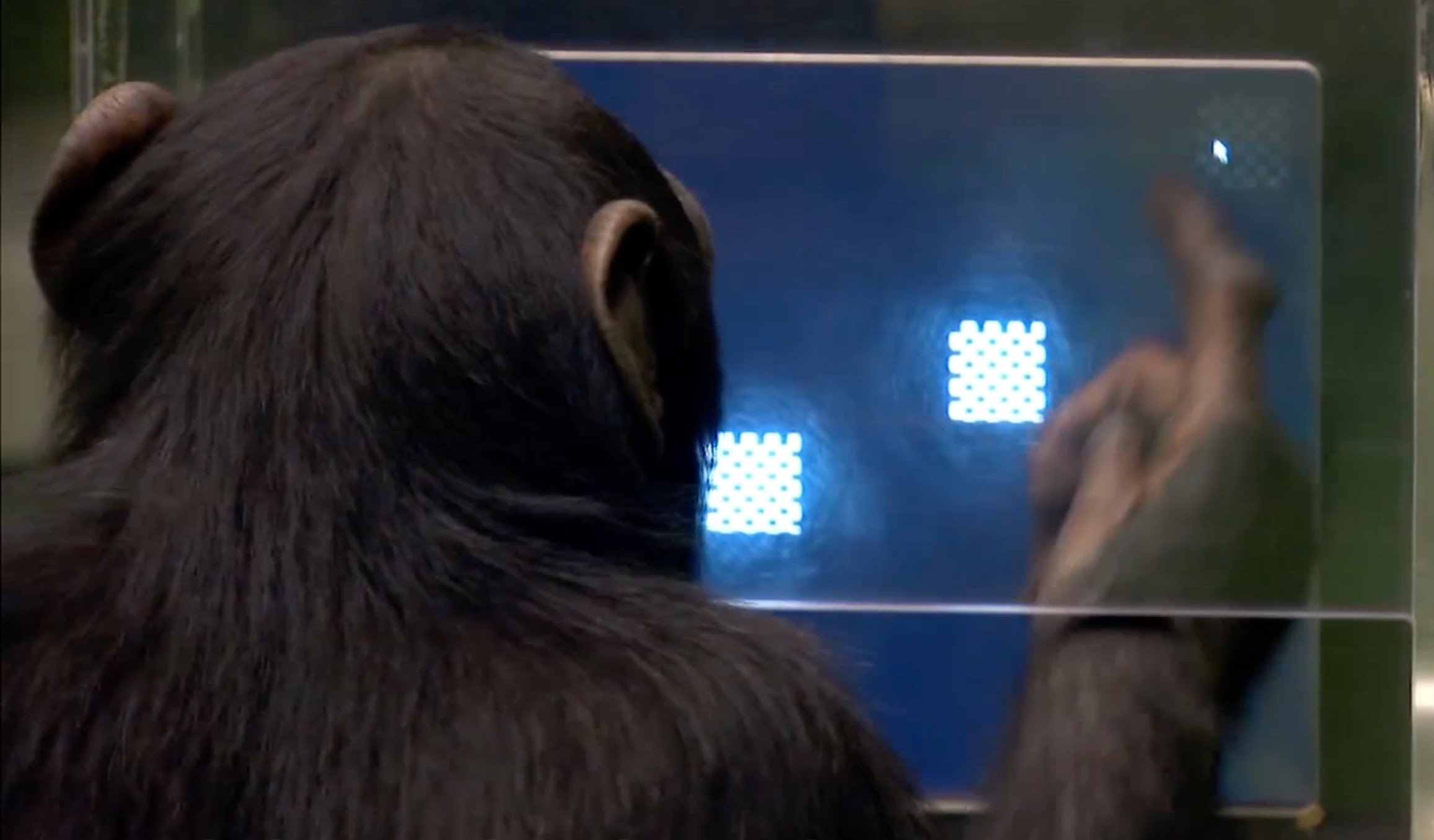 Testing 5 Extraordinary Animals - Extraordinary Animals - Earth Unplugged