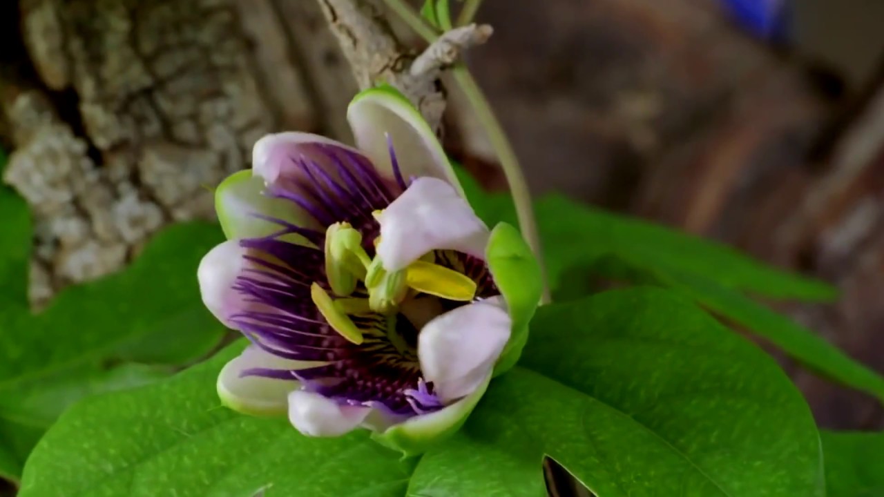 Blooming Flowers on Pavane