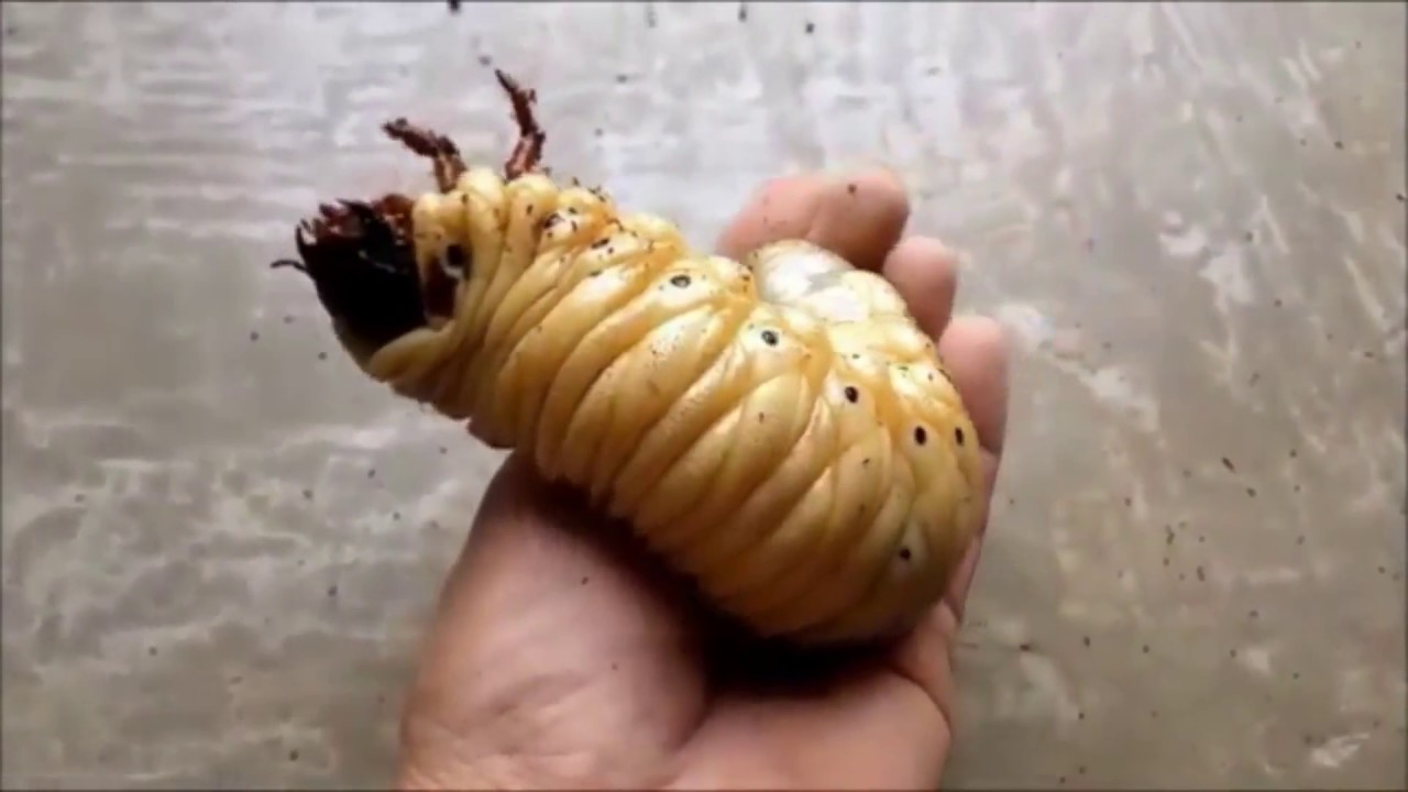 The Life Cycle Of A Hercules Beetle Is Crazy!