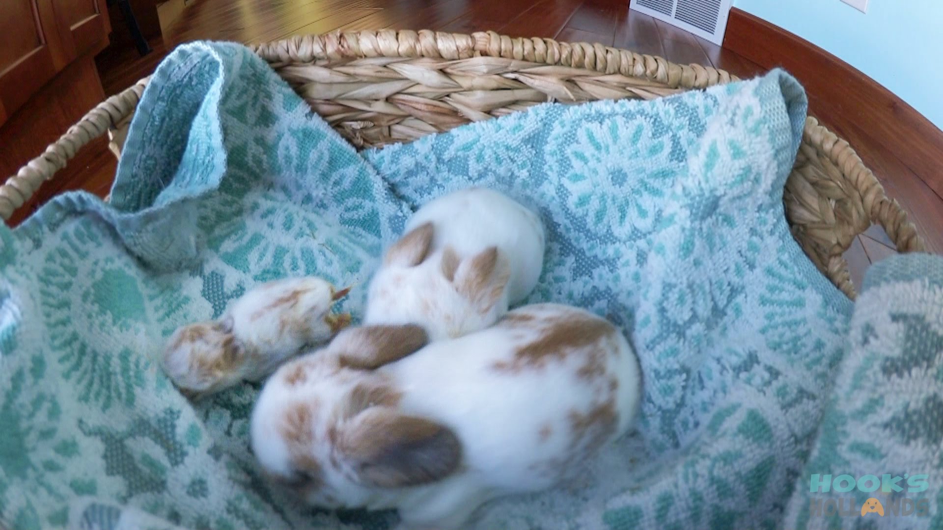 11-Day-Old Holland Lop Babies and a Tiny Peanut Bunny