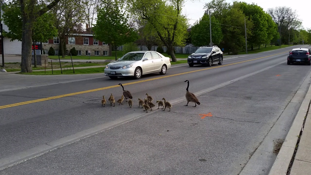 Family of geese cross the road while cars wait patiently !!