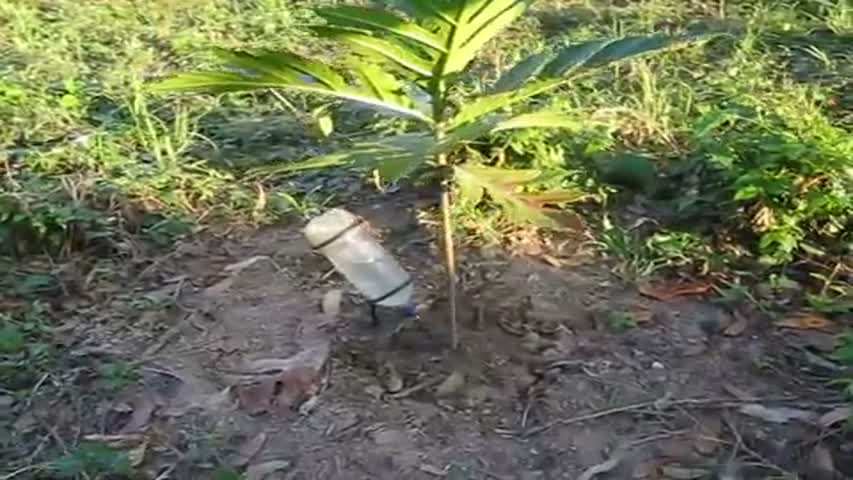 riego por goteo con botellas recicladas jgaldamezperez@yahoo.com