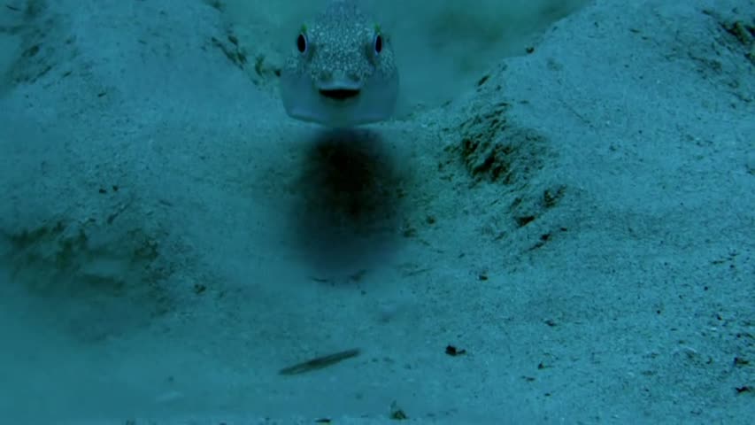 BBC-Earth , Life Story Ep05 - Courtship - Puffer Fish (From Netflix)