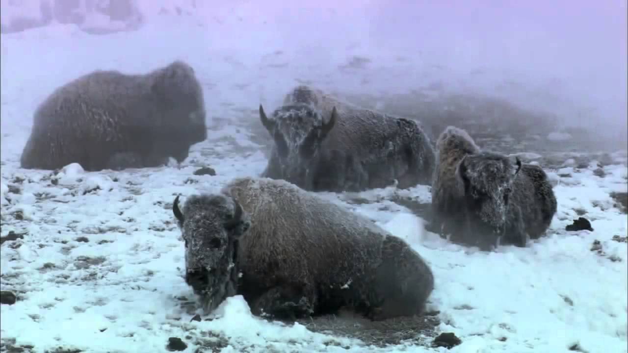 National Geographic Documentary [HD] | History Channel | Yellowstone National Park