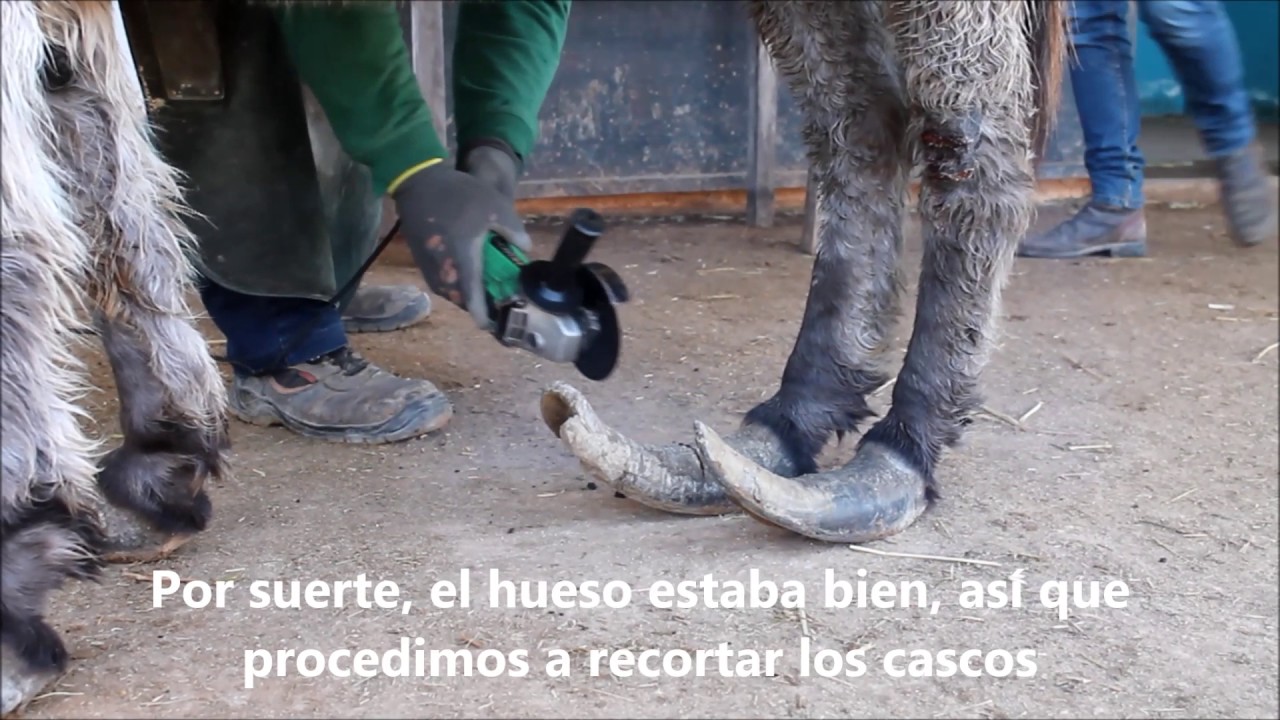 RESCATE DE JASMINE, LA BURRITA DE LOS CASCOS SOBRECRECIDOS