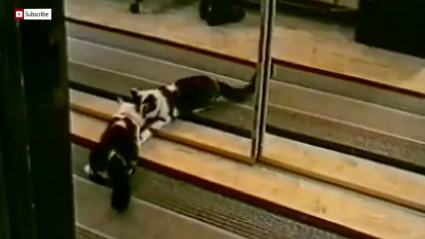 The funniest animals in the world !!