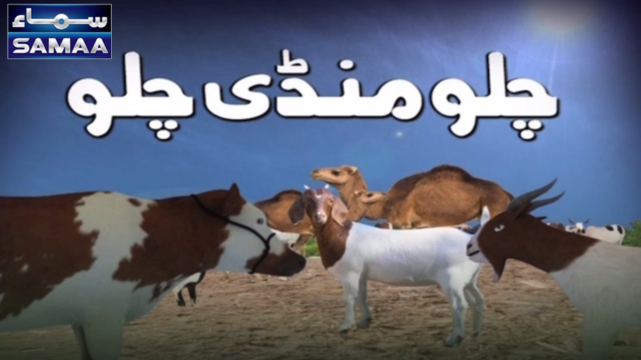 Chalo Mandi Chalo | Bakra Eid Ka Samaa | 05 Sep 2016