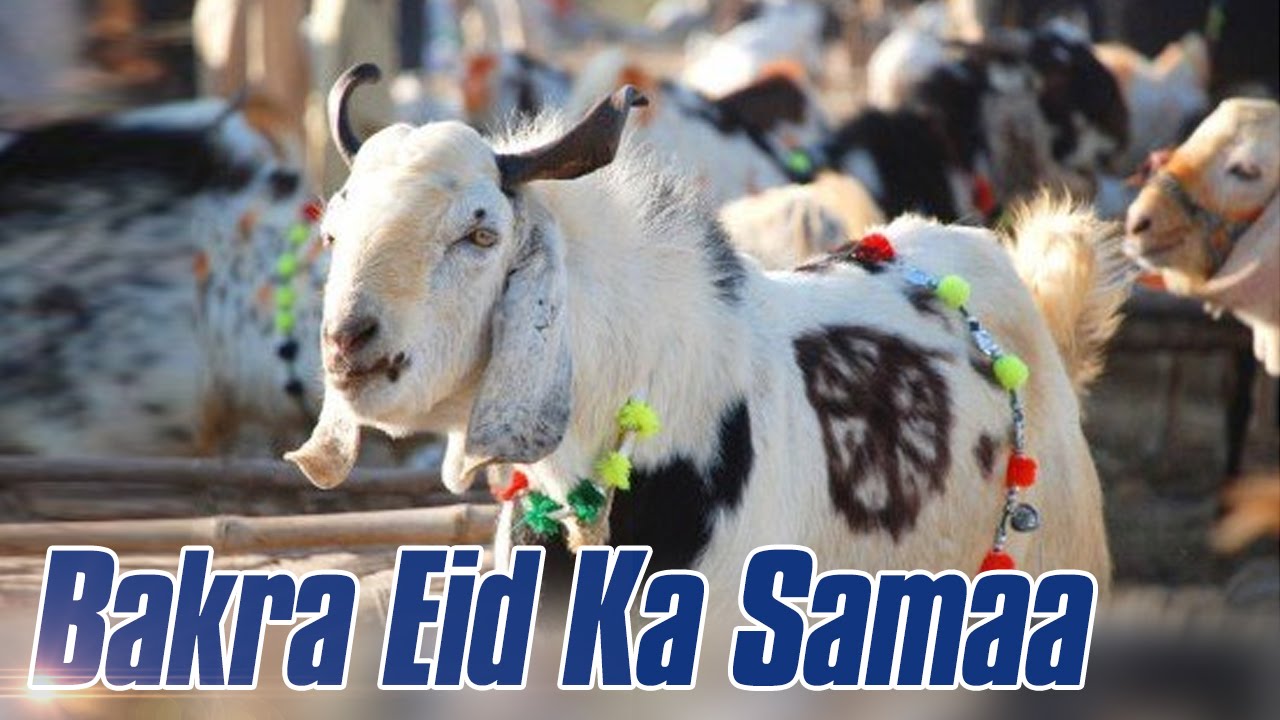 Mandi Ka King Kaun | Bakra Eid Ka Samaa | 31 Aug 2016