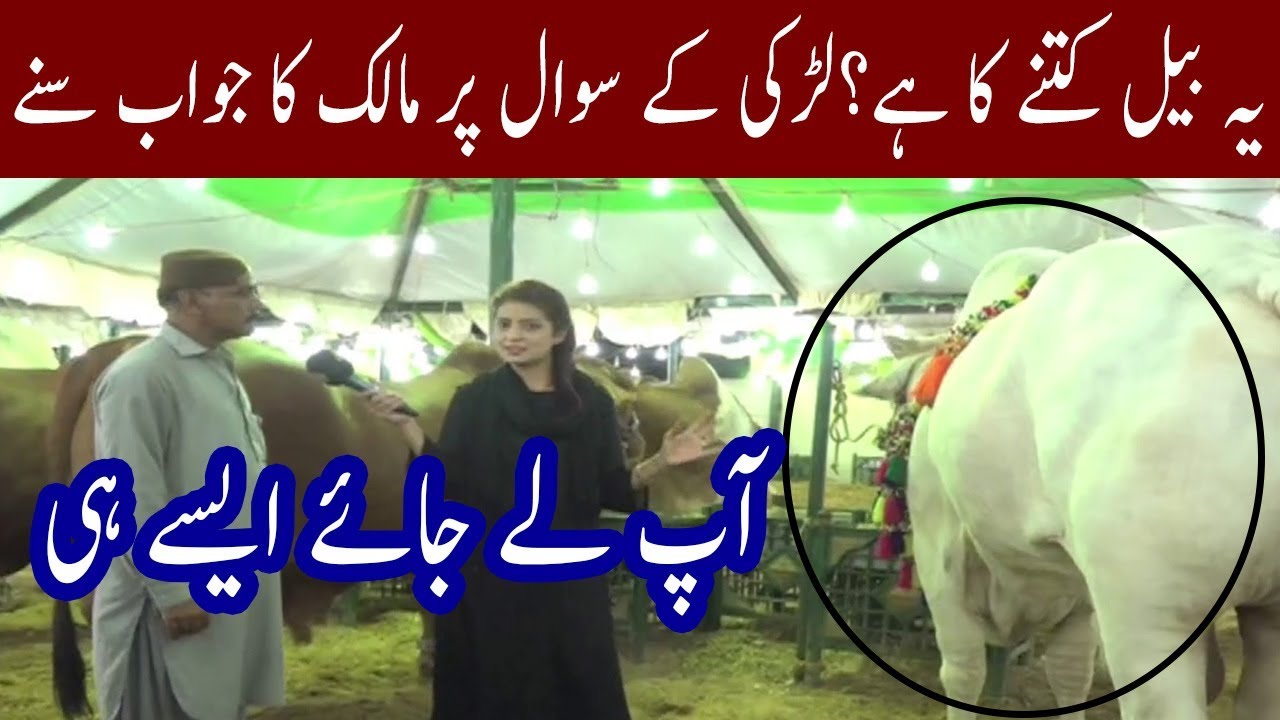 Funny Answer By Bull Owner | Amazing React By Girl | Chai Time
