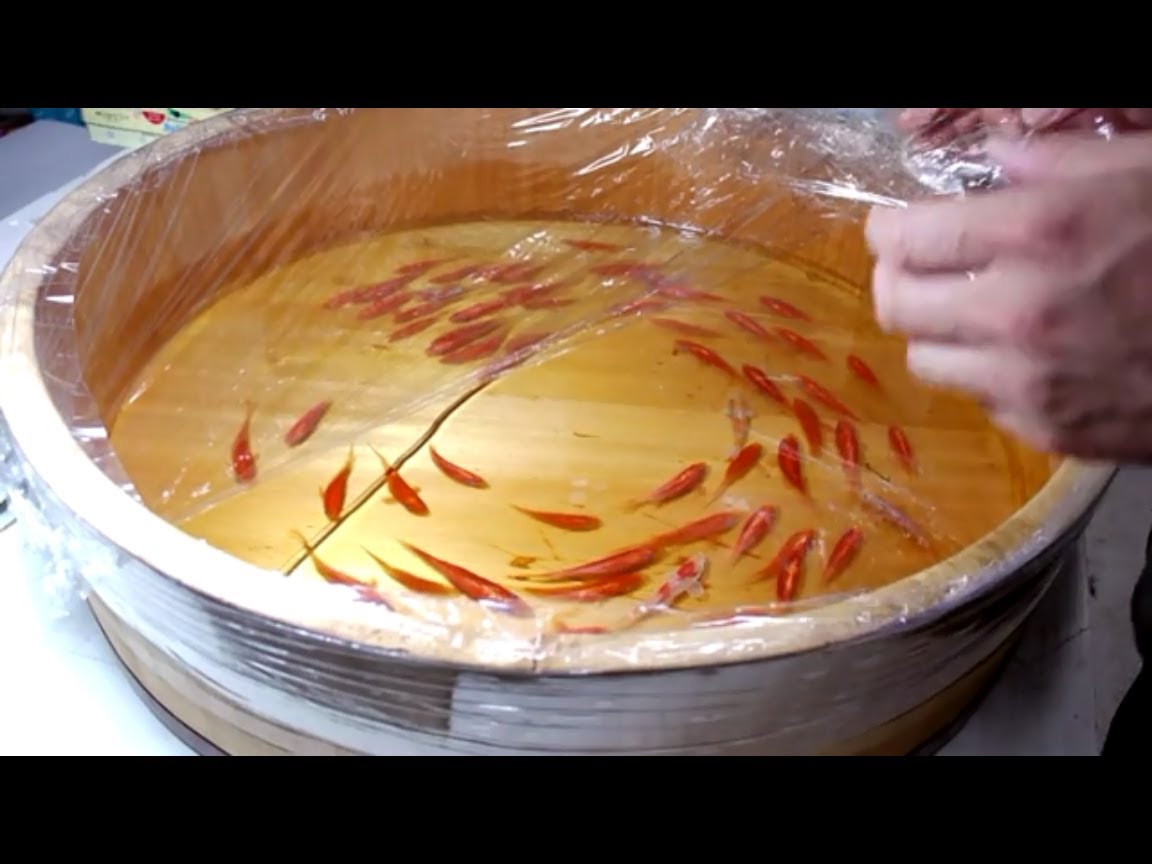 Amazing Art!!!! Never Seen before by Riusuke Fukahori [ OMG FACTS ONLINE ]