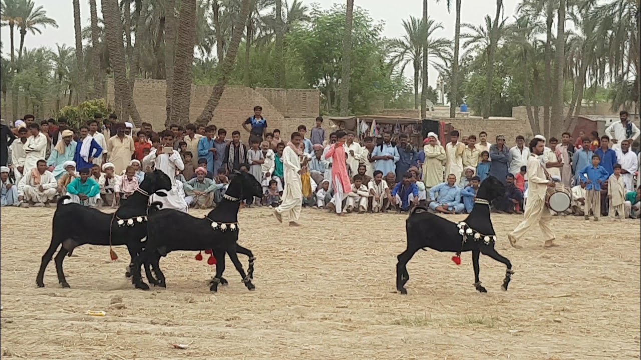 Nachi goats Edition 2