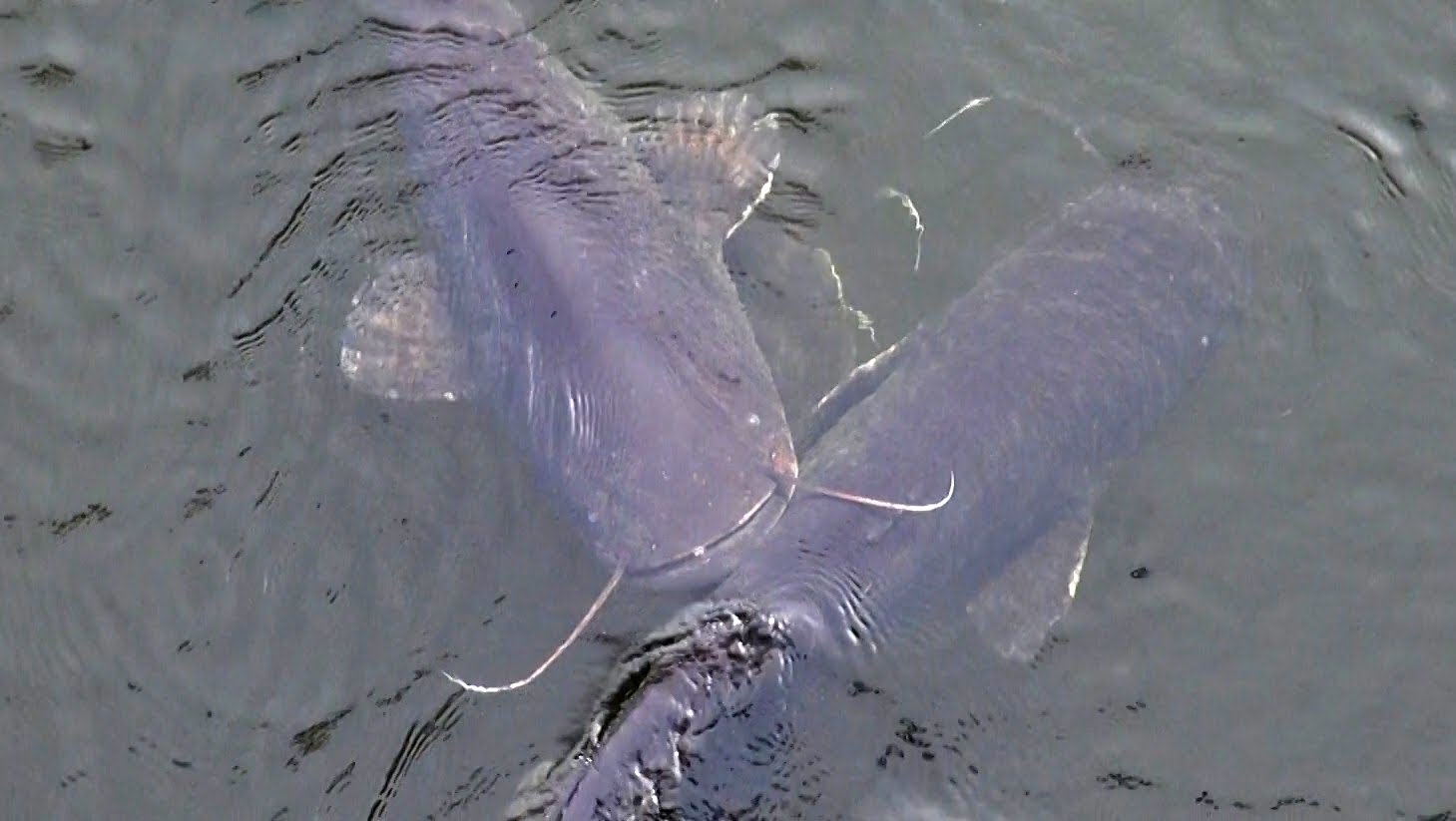 radioactive wels catfish in the cooling pond of chernobyl