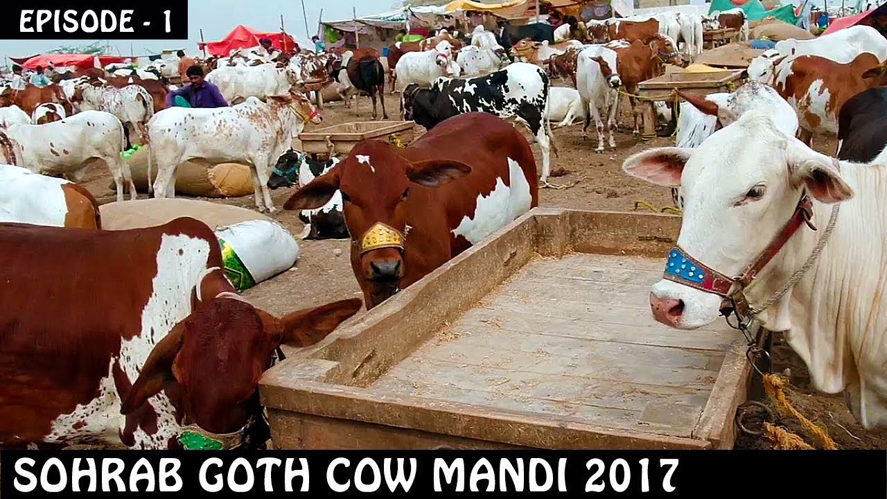 COW MANDI SOHRAB GOTH 2017 | Episode 1