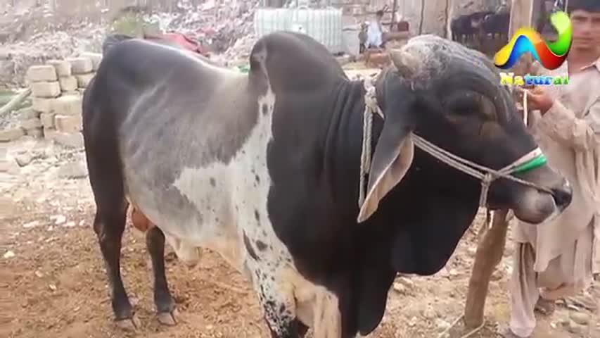Cow Mandi 2017 Latest Update ||  karachi Cow Mandi ||  Eid ul Adha 2017