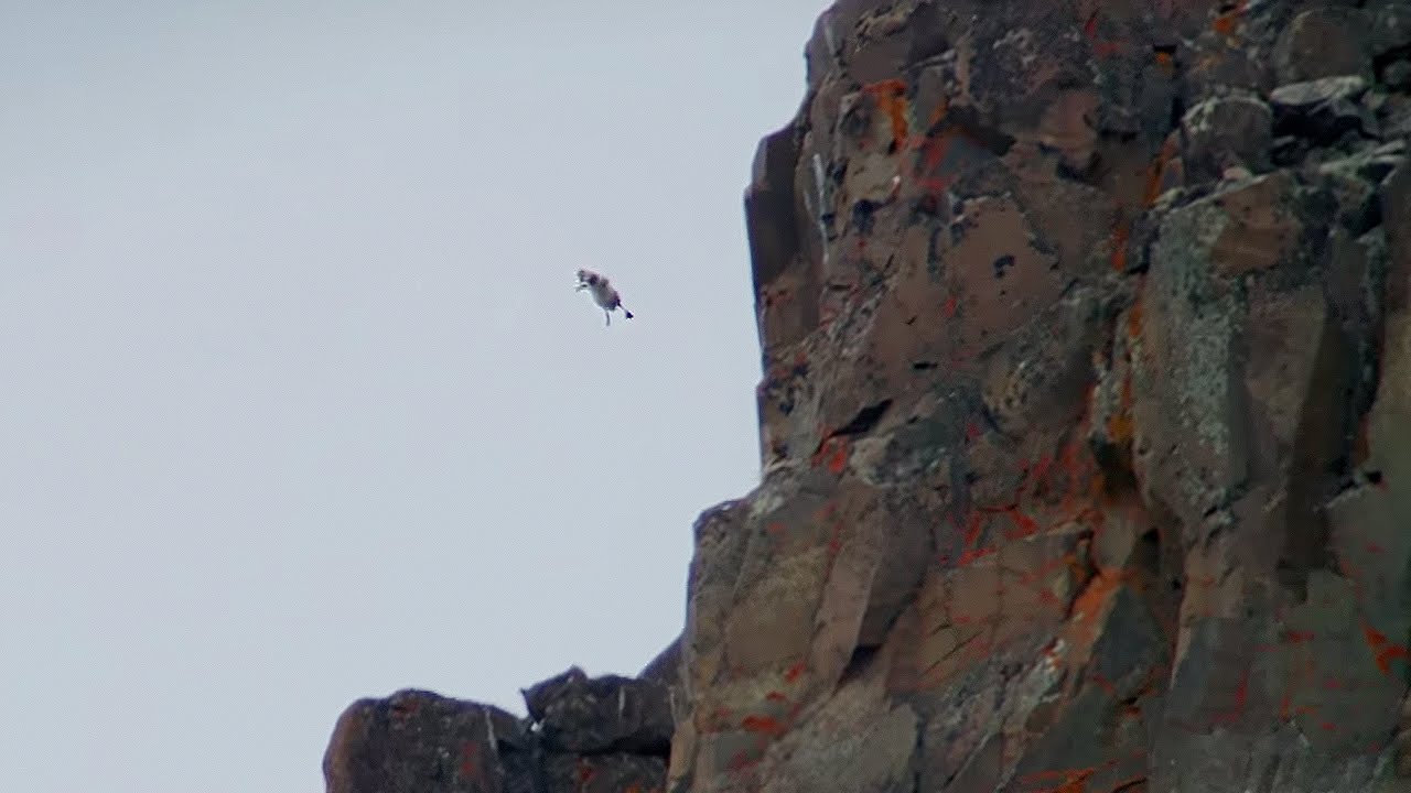Chicks Jump Off Cliff - Life Story - BBC
