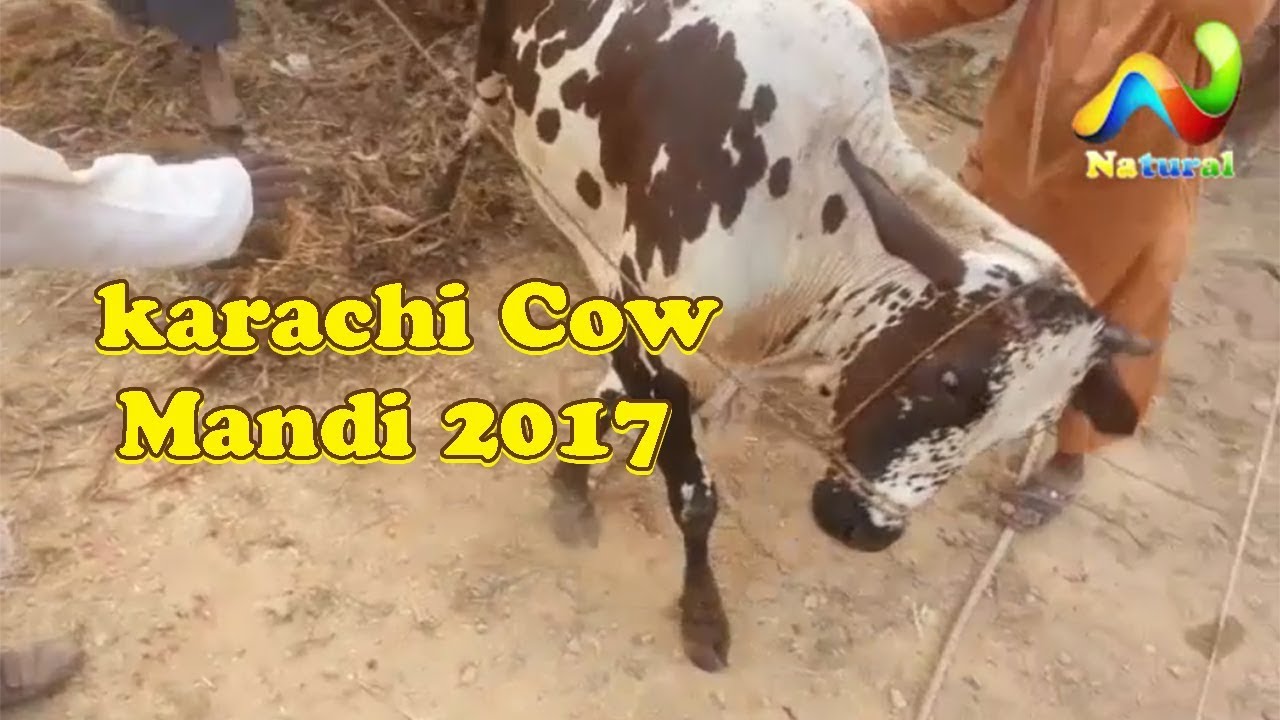 karachi Cow Mandi 2017 ||  Unloading  Cow Mandi || Eid ul Adha 2017  Part - 6