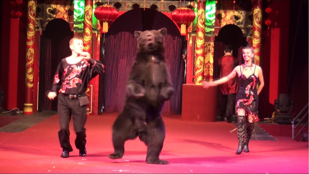 Circus. The show of different animals. Bear and dogs.