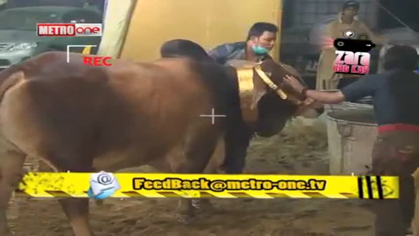 Zara Hut Kay cow purchase