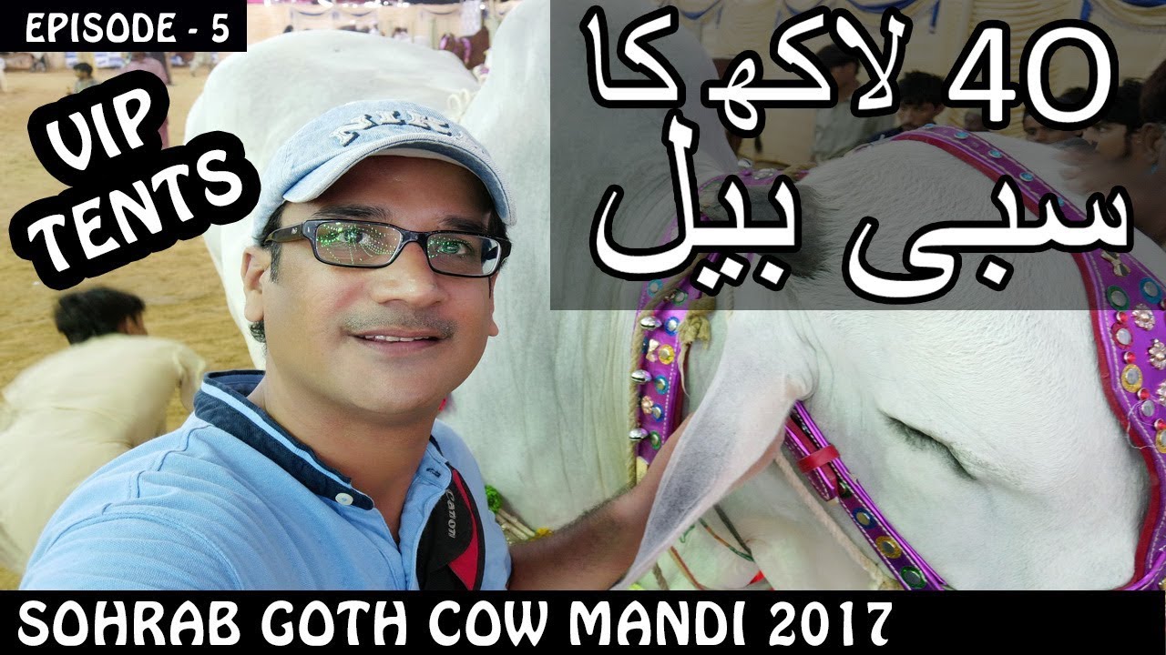 COW MANDI SOHRAB GOTH 2017 | VIP TENTS | Episode 5