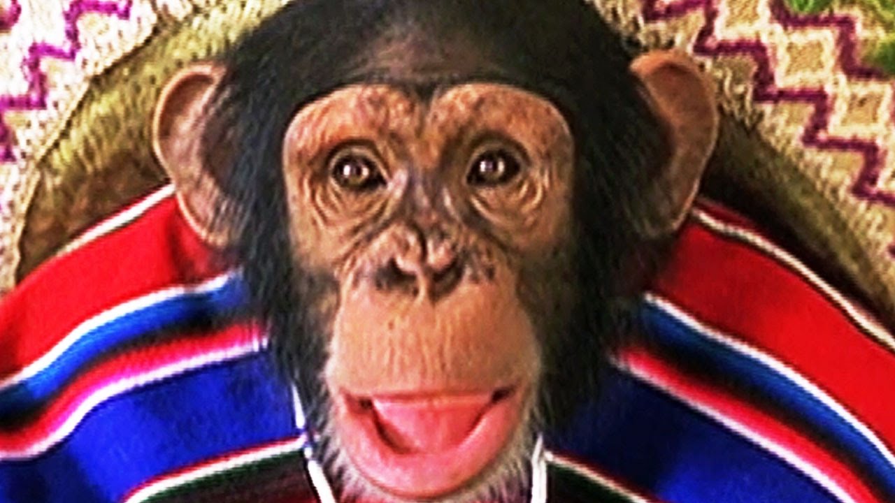 Hollywood Movies In Hindi – Most Xtreme Primate Full Movie - English Comedy Movies Dubbed In Hindi