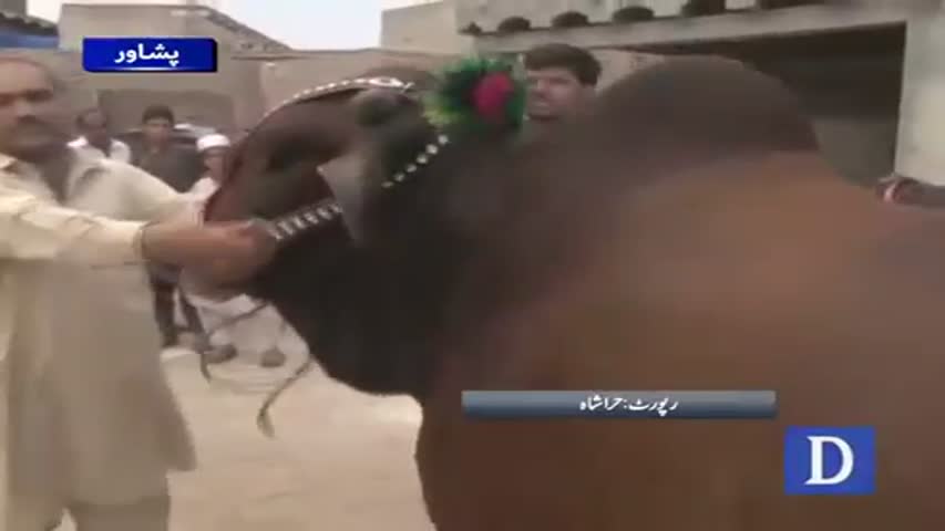 Rustom and Dabang secrifical animals in Peshawar