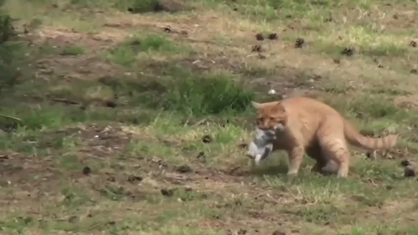 Stalkers and Hunters CAT COMPILATION