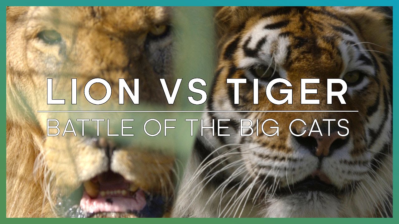 LION vs TIGER: Battle Of The Big Cats