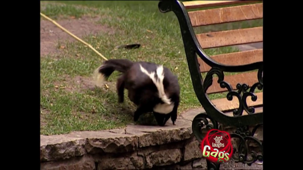 Top Skunk Pranks - Best of Just For Laughs Gags