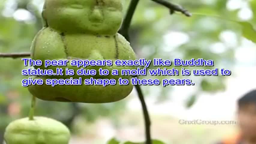 World's Top 10 Most Expensive Fruits